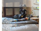 Border Collie Mix DOG FOR ADOPTION RGADN-1342043 - Pedrito - Border Collie /