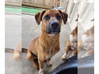 Labrador Retriever Mix DOG FOR ADOPTION RGADN-1342047 - Simon - Labrador