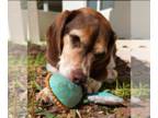 Beagle DOG FOR ADOPTION RGADN-1342048 - Napoleon - Beagle Dog For Adoption