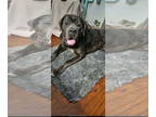 Neapolitan Mastiff DOG FOR ADOPTION RGADN-1342049 - Adolfo - Neapolitan Mastiff
