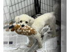 Bichon Frise DOG FOR ADOPTION RGADN-1342056 - Captain Casper - Bichon Frise Dog