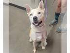 Siberian Husky Mix DOG FOR ADOPTION RGADN-1342063 - SCOTTY - Siberian Husky /