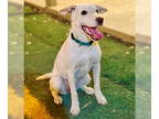 Australian Kelpie-Labrador Retriever Mix DOG FOR ADOPTION RGADN-1342065 - Judey