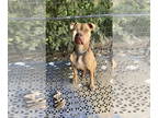 American Pit Bull Terrier Mix DOG FOR ADOPTION RGADN-1342069 - Indie - Terrier /