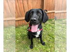 Labrador Retriever-Plott Hound Mix DOG FOR ADOPTION RGADN-1342074 - Maggie -