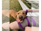 American Pit Bull Terrier Mix DOG FOR ADOPTION RGADN-1342087 - Rusty - Pit Bull