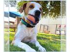 American Foxhound-Staffordshire Bull Terrier Mix DOG FOR ADOPTION RGADN-1342088