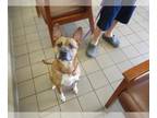 Carolina Dog Mix DOG FOR ADOPTION RGADN-1342089 - DARLA - Carolina Dog / Mixed