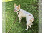 white german shepherd Mix DOG FOR ADOPTION RGADN-1342090 - Ricardo - White