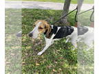Treeing Walker Coonhound DOG FOR ADOPTION RGADN-1342096 - Wallace FH* TRAINING