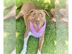American Pit Bull Terrier Mix DOG FOR ADOPTION RGADN-1342099 - LUNA - Pit Bull