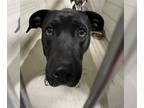 American Pit Bull Terrier DOG FOR ADOPTION RGADN-1342109 - *ROMEO - Pit Bull