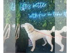 Mix DOG FOR ADOPTION RGADN-1342112 - Savannah - Akbash / Great Pyrenees