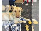 Labrador Retriever DOG FOR ADOPTION RGADN-1342117 - GUNNER - Labrador Retriever