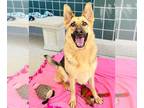 German Shepherd Dog DOG FOR ADOPTION RGADN-1342118 - INDIANA - German Shepherd