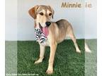 Labbe DOG FOR ADOPTION RGADN-1342125 - Minnie - Labrador Retriever / Beagle /