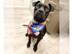 American Pit Bull Terrier DOG FOR ADOPTION RGADN-1342126 - ZUZU - Pit Bull