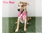 Boxador DOG FOR ADOPTION RGADN-1342127 - Roo - Labrador Retriever / Boxer /