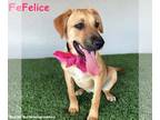 Boxador DOG FOR ADOPTION RGADN-1342131 - Felice - Labrador Retriever / Boxer /
