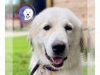 Great Pyrenees DOG FOR ADOPTION RGADN-1342134 - Ladie - Great Pyrenees (long