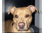 American Pit Bull Terrier Mix DOG FOR ADOPTION RGADN-1342151 - Brooklyn -“GOOD