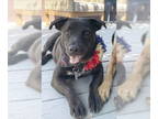 Labrador Retriever Mix DOG FOR ADOPTION RGADN-1342153 - Nori - Labrador