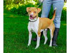 Boxer-Staffordshire Bull Terrier Mix DOG FOR ADOPTION RGADN-1342156 - Rugar -
