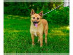 Carolina Dog Mix DOG FOR ADOPTION RGADN-1342162 - Sandy - Carolina Dog / Mixed