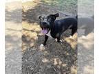 American Pit Bull Terrier Mix DOG FOR ADOPTION RGADN-1342165 - COMET - Pit Bull