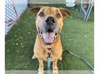 Rhodesian Ridgeback Mix DOG FOR ADOPTION RGADN-1342166 - LAWRENCE - Rhodesian