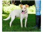 Red Heeler Mix DOG FOR ADOPTION RGADN-1342167 - Dingo - Red Heeler / Mixed