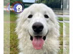 Great Pyrenees DOG FOR ADOPTION RGADN-1342172 - Bailee - Great Pyrenees (long