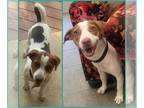 Dachshund Mix DOG FOR ADOPTION RGADN-1342179 - MIMI - Terrier / Dachshund /