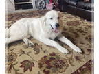Mix DOG FOR ADOPTION RGADN-1342187 - Sokka - Akbash (medium coat) Dog For