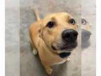 American Pit Bull Terrier Mix DOG FOR ADOPTION RGADN-1342188 - Minnie - Cattle