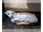 Jack Russell Terrier Mix DOG FOR ADOPTION RGADN-1342195 - Leroy - Jack Russell