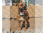 American Pit Bull Terrier DOG FOR ADOPTION RGADN-1342203 - Koda - American Pit