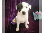Dalmatian Mix DOG FOR ADOPTION RGADN-1342207 - DIONYSUS - Dalmatian / Mixed