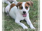 German Shorthaired Pointer Mix DOG FOR ADOPTION RGADN-1342216 - Calia - German