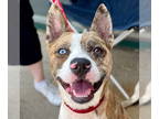 Catahoula Leopard Dog Mix DOG FOR ADOPTION RGADN-1342223 - Barry - Catahoula