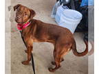 Vizsla Mix DOG FOR ADOPTION RGADN-1342225 - Lily - Vizsla / Mixed (short coat)