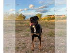 Mastador DOG FOR ADOPTION RGADN-1342230 - SHELBY #3 - Mastiff / Labrador