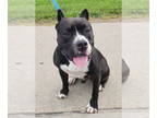 American Pit Bull Terrier DOG FOR ADOPTION RGADN-1342232 - PTH Felix - American