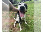 American Staffordshire Terrier DOG FOR ADOPTION RGADN-1342233 - Callie -