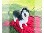 Alaskan Malamute DOG FOR ADOPTION RGADN-1342238 - MALCOLM - Alaskan Malamute