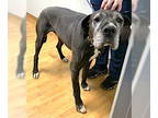 Great Dane DOG FOR ADOPTION RGADN-1342244 - Lieutenant Dan - Great Dane (short