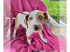 Catahoula Leopard Dog Mix DOG FOR ADOPTION RGADN-1342250 - Candista - Catahoula