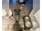 Catahoula Leopard Dog DOG FOR ADOPTION RGADN-1342269 - Aaron (GUNNER SC) -
