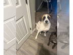 Anatolian Shepherd Mix DOG FOR ADOPTION RGADN-1342270 - Kelvin (MAVERICK SC) -