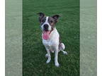 Bullboxer Pit DOG FOR ADOPTION RGADN-1342272 - Alice FKA Katie - Boxer / Pit